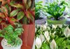 7 plants that can survive without sunlight