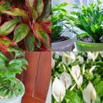 7 plants that can survive without sunlight