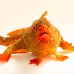 Photo Ark: Meet the red handfish, the critically endangered ‘walking’ fish that became Photo Ark’s 18,000th species