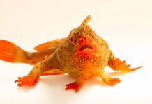 Photo Ark: Meet the red handfish, the critically endangered ‘walking’ fish that became Photo Ark’s 18,000th species