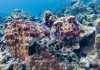 Every winter, more than 100,000 cuttlefish gather in Australia in a mating period that is the only one in the world; but in 2026, fewer than 10 arrived and scientists are trying to figure out why