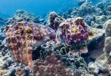 Every winter, more than 100,000 cuttlefish gather in Australia in a mating period that is the only one in the world; but in 2026, fewer than 10 arrived and scientists are trying to figure out why