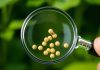 Akola police form SIT to probe soybean seed poor germination cases