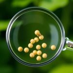 Akola police form SIT to probe soybean seed poor germination cases