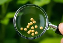 Akola police form SIT to probe soybean seed poor germination cases