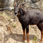 Man gets arrested for killing Mizoram’s state animal Serow: What is it and why it’s at risk