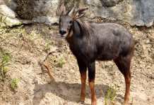 Man gets arrested for killing Mizoram’s state animal Serow: What is it and why it’s at risk