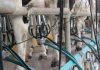 Milk prices rise by Rs 2/litre; milk products to be 8-10% more costly in Pune