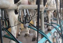 Milk prices rise by Rs 2/litre; milk products to be 8-10% more costly in Pune