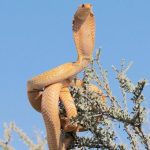 6 Indian wildlife destinations where snakes are the real attraction