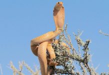 6 Indian wildlife destinations where snakes are the real attraction