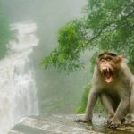 In the 1930s, Florida introduced rhesus macaques to boost tourism; today the invasive monkeys carry a potentially fatal virus and are considered a public-health concern