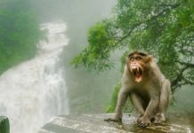 In the 1930s, Florida introduced rhesus macaques to boost tourism; today the invasive monkeys carry a potentially fatal virus and are considered a public-health concern