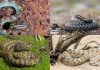 7 common non-venomous snakes found around the world