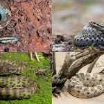 7 common non-venomous snakes found around the world