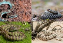 7 common non-venomous snakes found around the world