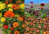 Growing Zinnias At Home: Growing zinnias at home? Here’s what to do after they finish blooming