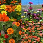 Growing Zinnias At Home: Growing zinnias at home? Here’s what to do after they finish blooming