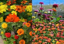 Growing Zinnias At Home: Growing zinnias at home? Here’s what to do after they finish blooming