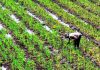 Monsoon break erases gains, water stress may rise in parts of Maharashtra