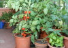 Vegetables To Grow In Pots: How to grow a pizza garden on your balcony: 6 vegetables to grow in pots at home