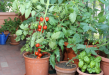 Vegetables To Grow In Pots: How to grow a pizza garden on your balcony: 6 vegetables to grow in pots at home