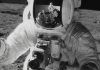 In 1969, an astronaut pointed Apollo 12’s camera at the sun and accidentally killed the live moon broadcast |