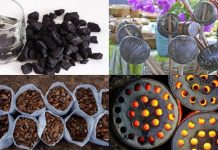 5 practical uses of coconut shell