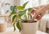How to know when your houseplant needs water: 5 signs to watch and simple watering tips |