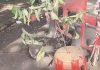 Two die inside underground BSNL chamber in Nigdi near Pune, where three suffocated to death last year