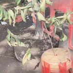 Two die inside underground BSNL chamber in Nigdi near Pune, where three suffocated to death last year