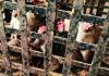 Monkey business ends: 75 primates caught in Malharpeth & relocated