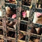 Monkey business ends: 75 primates caught in Malharpeth & relocated
