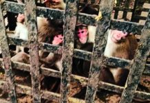 Monkey business ends: 75 primates caught in Malharpeth & relocated