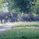 Desert National Park in Rajasthan & Sultanpur National Park in Haryana already exceed US critical-load thresholds: Study flags rising nitrogen threat to India’s national parks