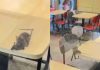 Rats on the menu? McDonald’s outlet in Gujarat caught on camera with rodents roaming tables