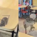 Rats on the menu? McDonald’s outlet in Gujarat caught on camera with rodents roaming tables