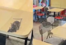 Rats on the menu? McDonald’s outlet in Gujarat caught on camera with rodents roaming tables