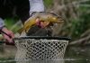 In 2001, California began removing non-native trout from high-Sierra lakes; by 2011 nearly 44,000 fish were removed from 19 lakes, as frogs in three restoration lakes rose from about 190 to over 18,800