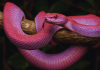 5 purple snakes that look too surreal to be real