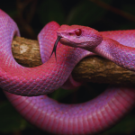 5 purple snakes that look too surreal to be real