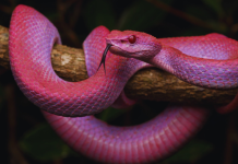 5 purple snakes that look too surreal to be real