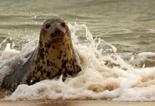 A Norfolk seal was rescued with 4 kilograms of fishing debris wrapped around her neck; the material had cut a 3-inch-deep wound and she now faces months of rehabilitation if she survives