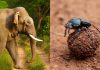 Scientists excluded elephants from East African savanna plots for 15 years; dung beetle numbers fell 67%, biomass dropped 51% and species richness declined 23%, revealing how elephants sustain an insect network
