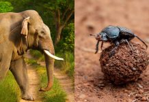 Scientists excluded elephants from East African savanna plots for 15 years; dung beetle numbers fell 67%, biomass dropped 51% and species richness declined 23%, revealing how elephants sustain an insect network