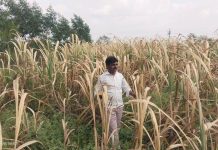 11 tehsils reel, activists seek crop inspections