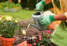 Before buying another plant, fix these 5 common garden problems first