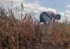Crop-loss panchanamas across Maharashtra from today, says agriculture minister