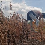 Crop-loss panchanamas across Maharashtra from today, says agriculture minister