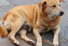 Delhi Street Dogs Election: Delhi is choosing its “chonkiest” dog: From Dahi Bhalli to Kutta Singh, how street dogs became unlikely election candidates with fans, posters and campaign armies
